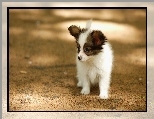 Szczeniak, Spaniel, Papillon