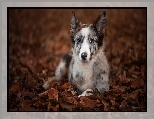 Leżący, Border collie, Liście