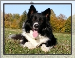 Wesoły, Piesek, Border Collie